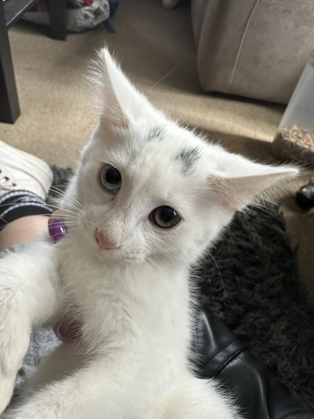 Preview of the first image of 14 Week Old White Male Kitten.