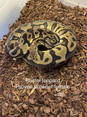 Image 14 of Royal Pythons ready for breeding prices now reduced