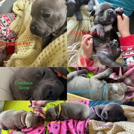 Image 7 of beautiful champion blue Staffordshire bull terrier puppies