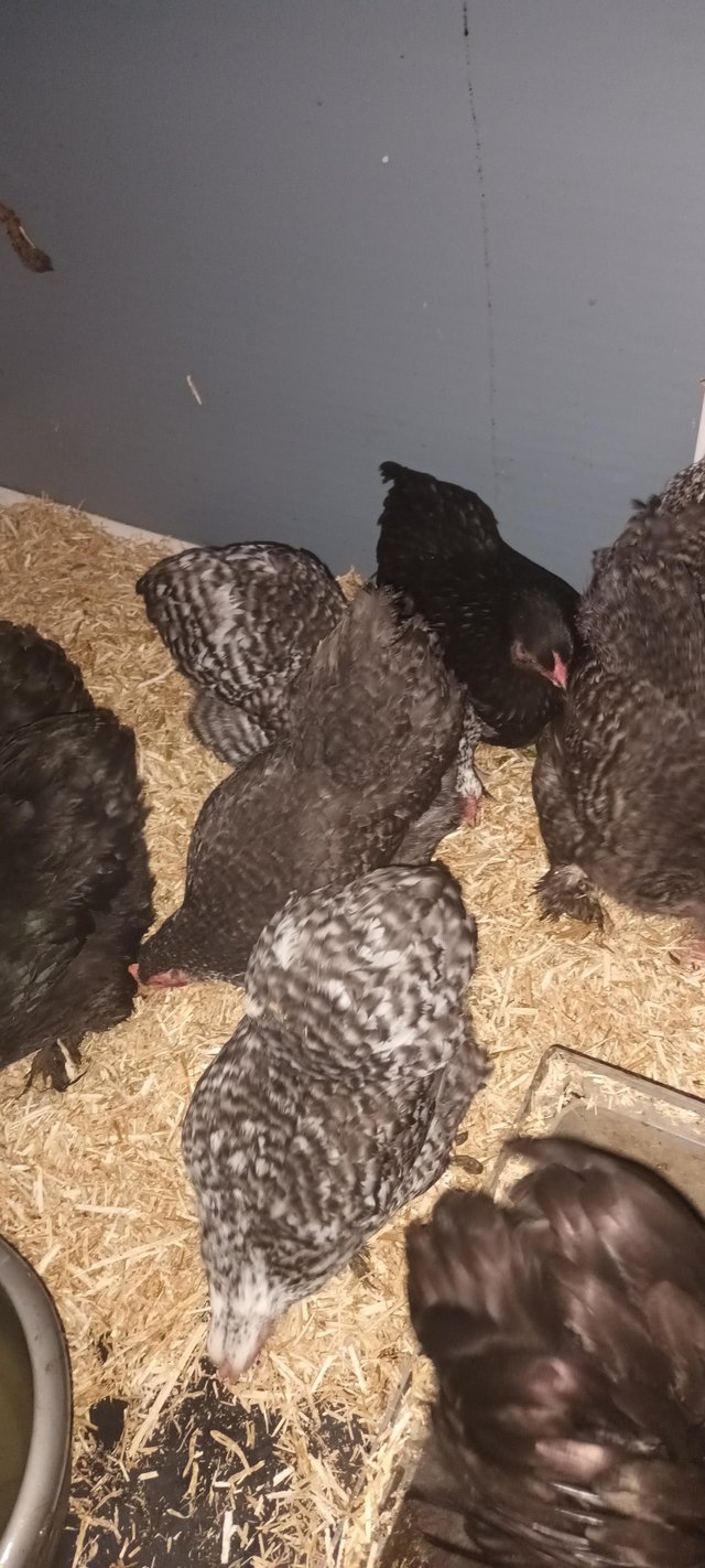 Preview of the first image of Pekin bantams hens pol Black mottled.