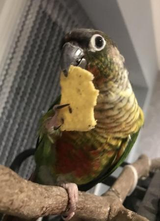 Image 4 of Unsexed 4 year old Conure