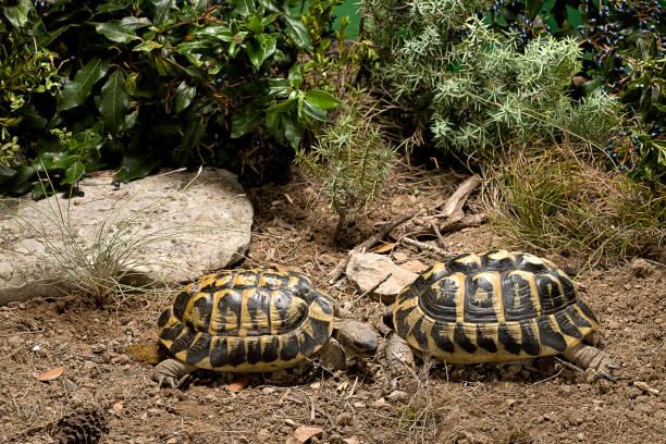 Preview of the first image of Male Tortoises and table for sale.