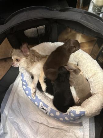 Image 4 of Chihuahua pups ready to reserve 7 weeks old