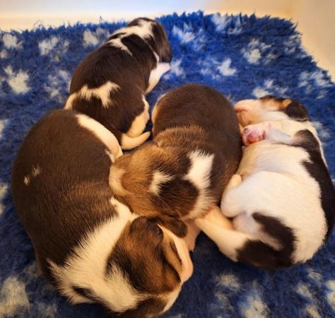 Image 5 of 2 BEAUTIFUL (KC REGISTERED) BEAGLE PUPPIES