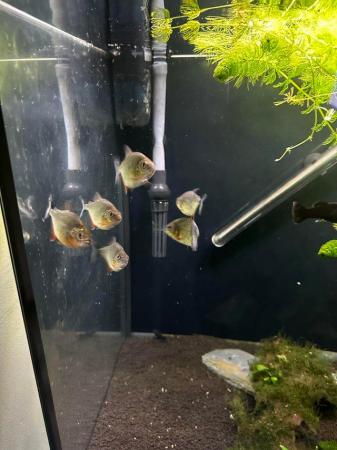 Image 4 of 6 red belly piranhas for sale