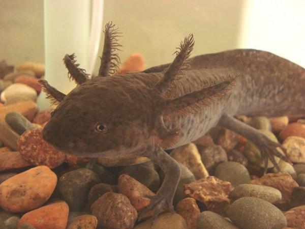 Image 1 of axolotl about 4 months old