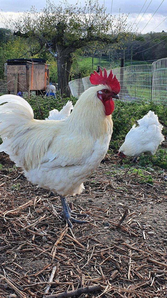 Preview of the first image of RARE LA BRESSE GAULOISE POULET DE BRESSE HATCHING EGGS.