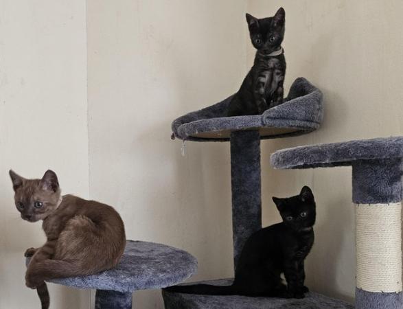 Image 18 of Tica Reg Bengal Kittens for loving home