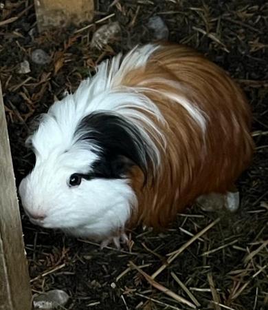 Image 2 of Boar long haired guinea pig