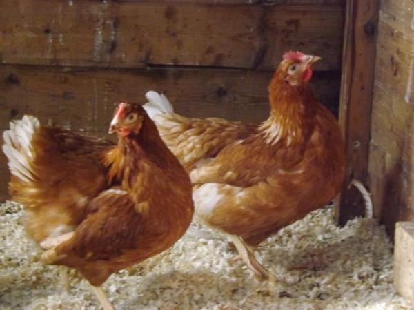 Image 1 of Warren Chickens/Pullets for sale,