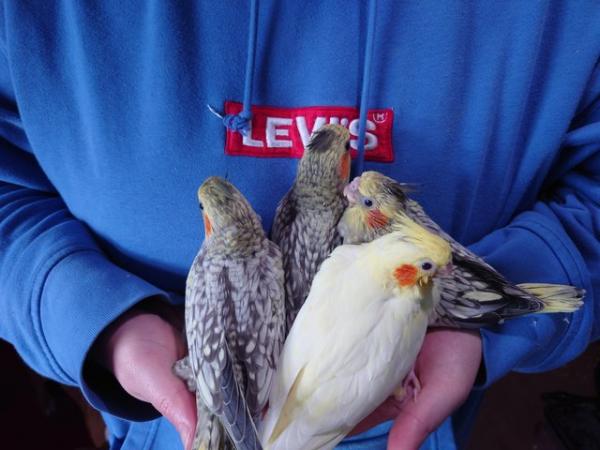 Image 10 of Hand reared silly tame DNA sexed baby cockatiels