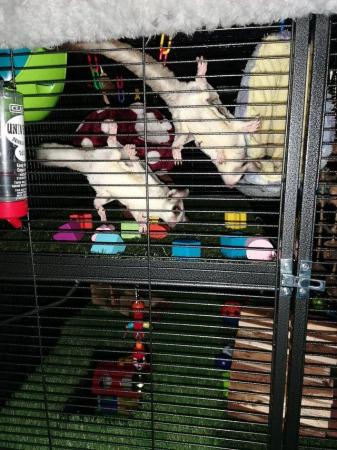 Image 2 of Bonded Pair of sugar gliders with linage and full set up
