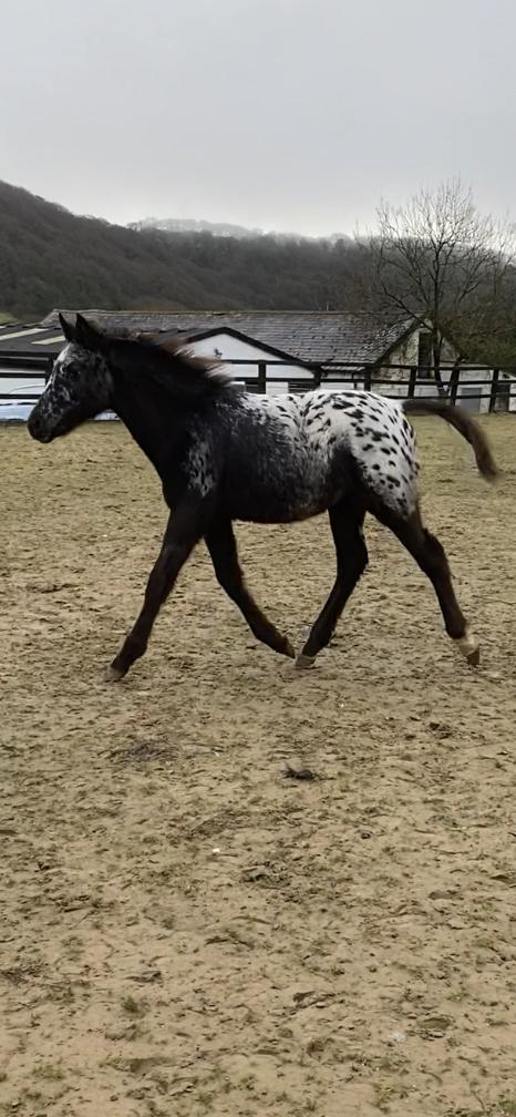 Preview of the first image of Appaloosa colt for sale..