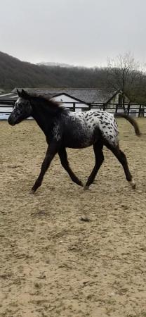 Image 1 of Appaloosa colt for sale.