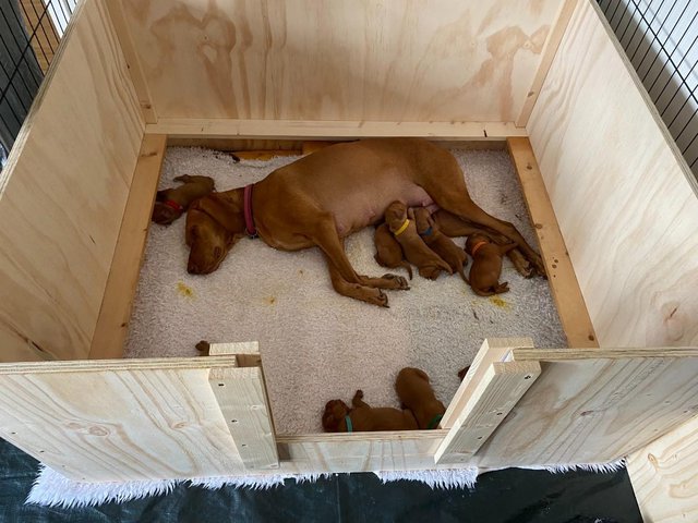 Hand Made Whelping Box For Sale — Pets & Animals in Billericay