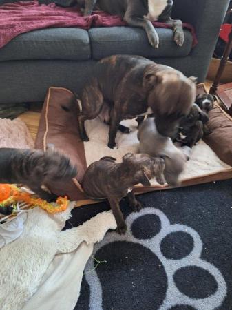 Image 9 of Gorgeous microchiped and vaccined pups staffie All SOLD