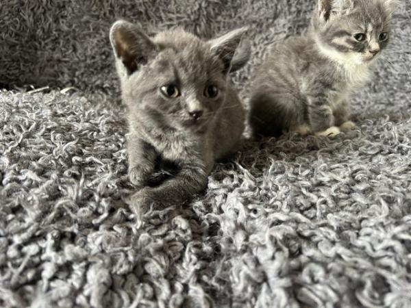 Image 5 of 9 week old bsh kittens ready now