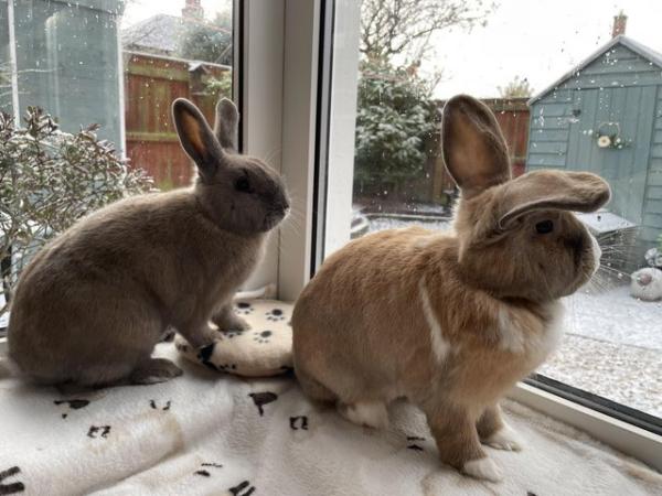 Image 8 of Bonded pair of rabbits looking for a 5 star home.