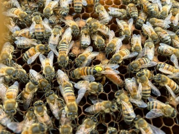 Image 5 of 6 Frame National Nuc of Bees For Spring 2024