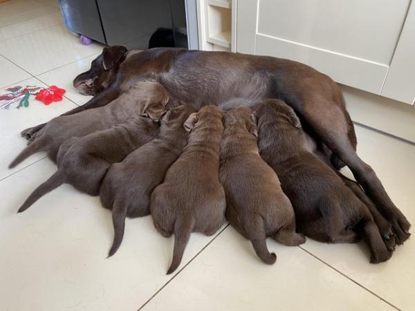 Image 4 of Fantastic Litter Show Breed Chocolate Labrador Puppies