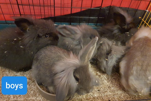 Image 5 of 12 week old lion head x french lop rabbits for sale