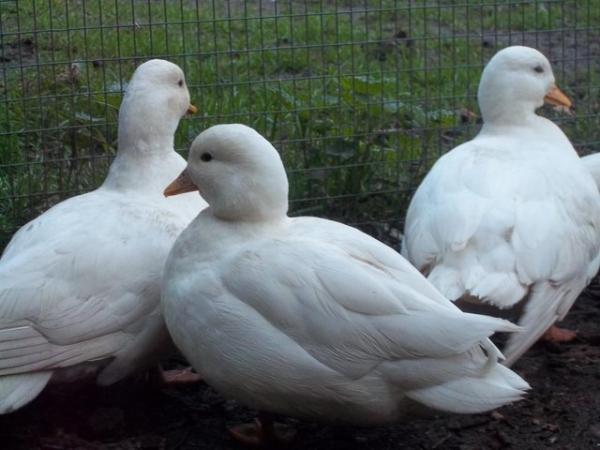 Image 10 of QUALITY CALL DUCK HATCHING EGGS AVAILABLE £3 EACH