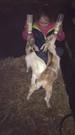 Image 1 of Boer cross goat kids for sale