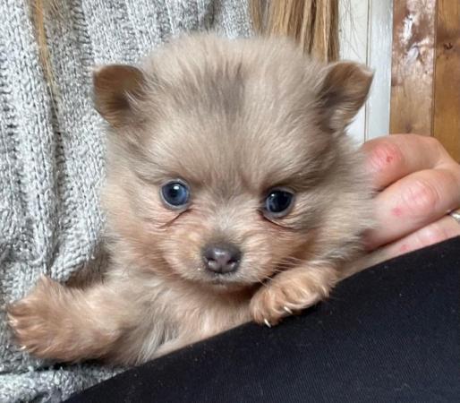 Image 10 of Beautiful Pomeranian x Chihuahua Puppies