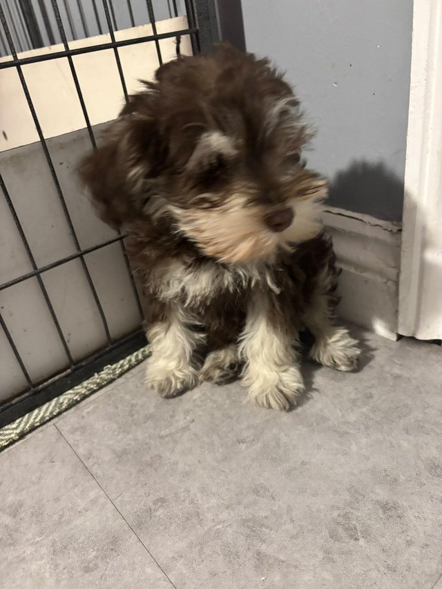 11 week old miniature Schanuzer boy — photo 2 of 4