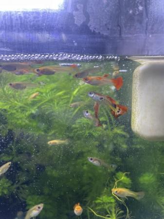 Image 2 of BABY MALE AND FEMALE GUPPIES £1 EACH