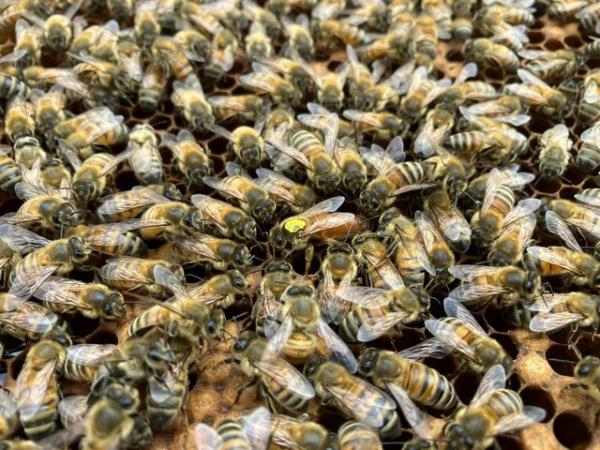 Image 1 of 6 Frame National Nuc of Bees For Spring 2024