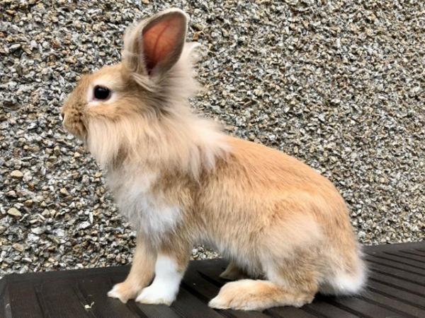 Image 4 of 11 Week Old Male Lionhead Bunny Rabbit Ready Now