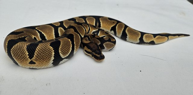 Preview of the first image of Orange Dream / Yellow Belly Het LAVENDER Royal Pythons.