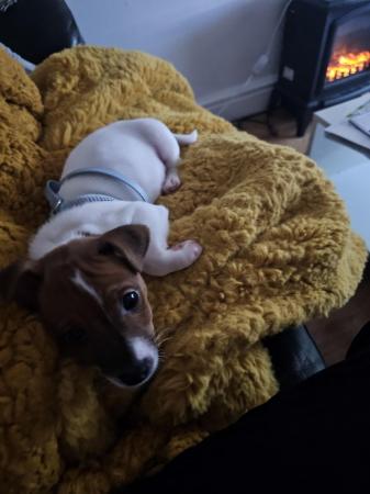 9 week old jack russel puppy for sale in Llanelli, Carmarthenshire
