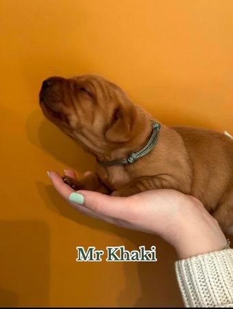 Image 5 of Chunky Dark Fox Red puppies for sale