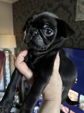 Image 10 of Beautiful pug babies now ready for their new families