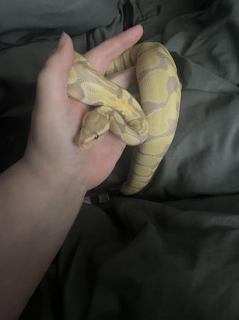 Image 5 of 11 month old banana pastel royal python
