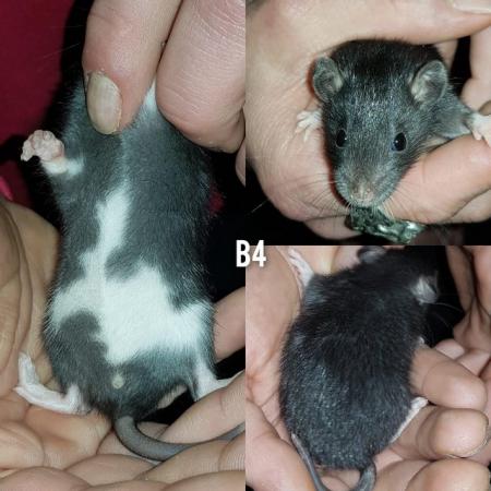Image 4 of Male rats ready now!!!!!!!