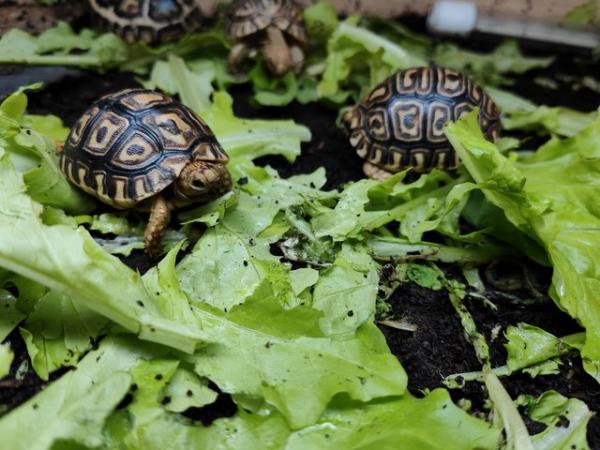 Image 1 of Leopard spotted Tortoises Babies