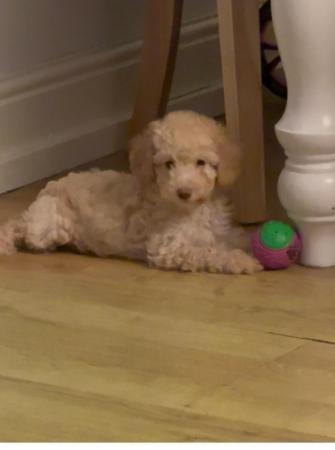 Image 25 of One left! REDUCED READY NOW Gorgeous cockapoo puppies.