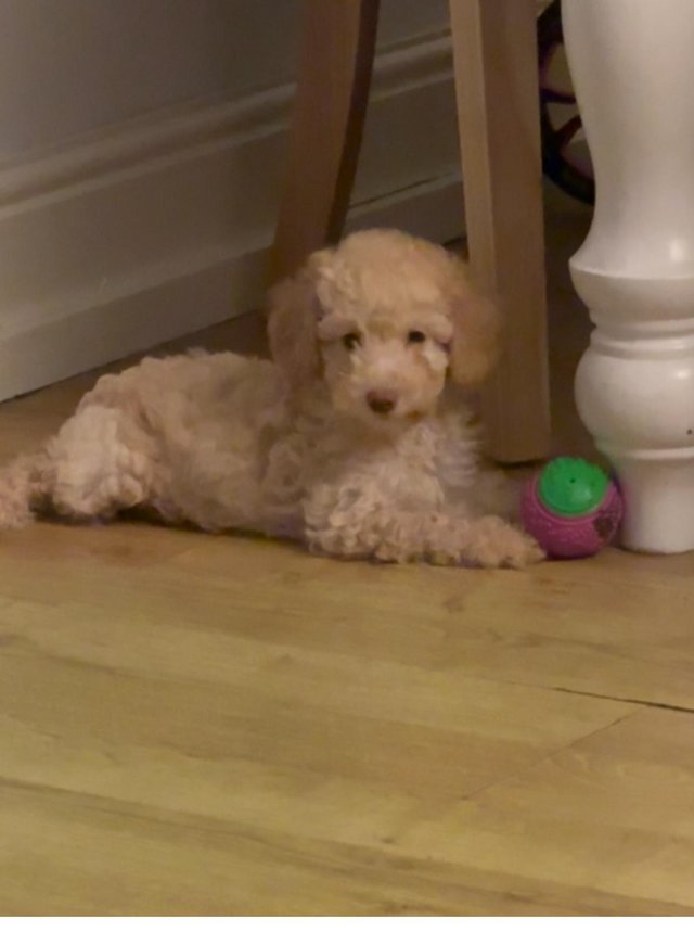 Preview of the first image of One left! REDUCED READY NOW Gorgeous cockapoo puppies..