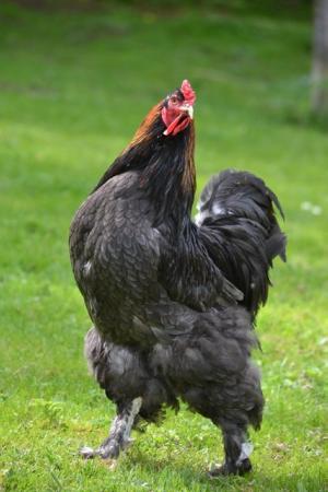 Image 2 of Brahma Cockerel for Sale. Nice Big Bird.