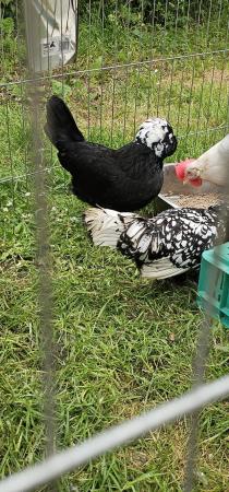 Image 1 of Egg laying polish chickens
