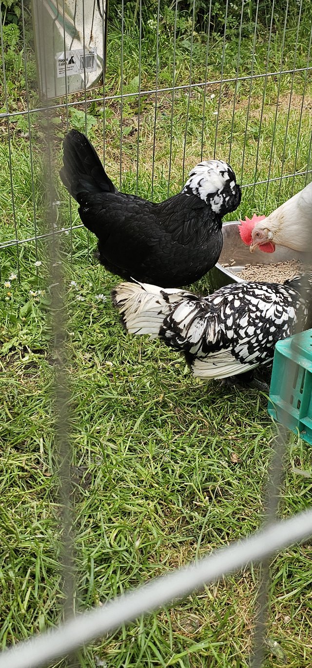 Preview of the first image of Egg laying polish chickens.