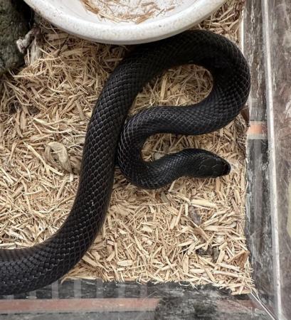 Image 5 of Mexican black king snake, male. 2 years