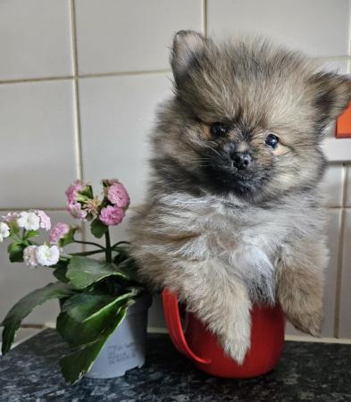 Image 2 of Super adorable quality xxs rare teacup Wolf Sable puppy