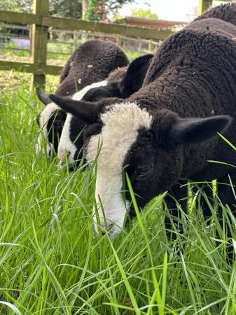 Image 1 of Correct registered zwartble ram lamb