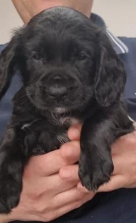Image 8 of Kc registered cocker spaniel pups ready 25 th April