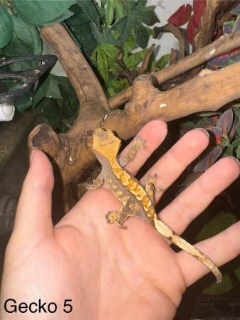 Image 8 of Crested Geckos for sale collection from Chingford.