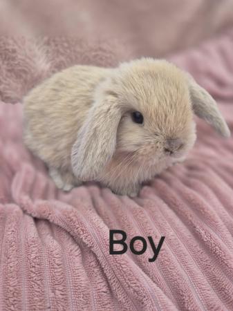 Image 4 of 6 baby mini lops available to reserve